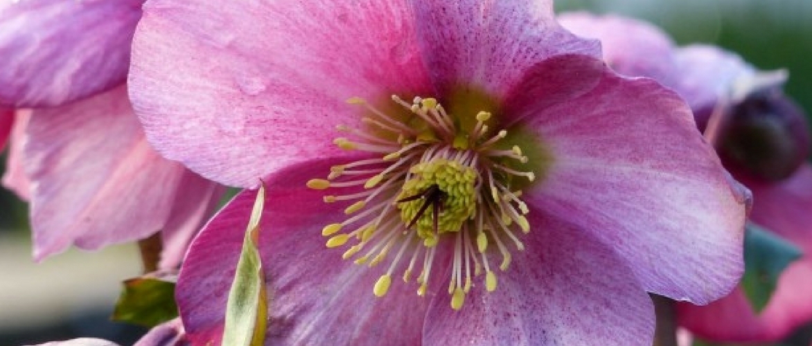 Christrosen: Pflanzen und Pflegen