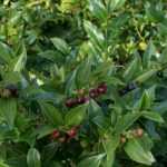 Sarcococca: Anbau und Schnitt