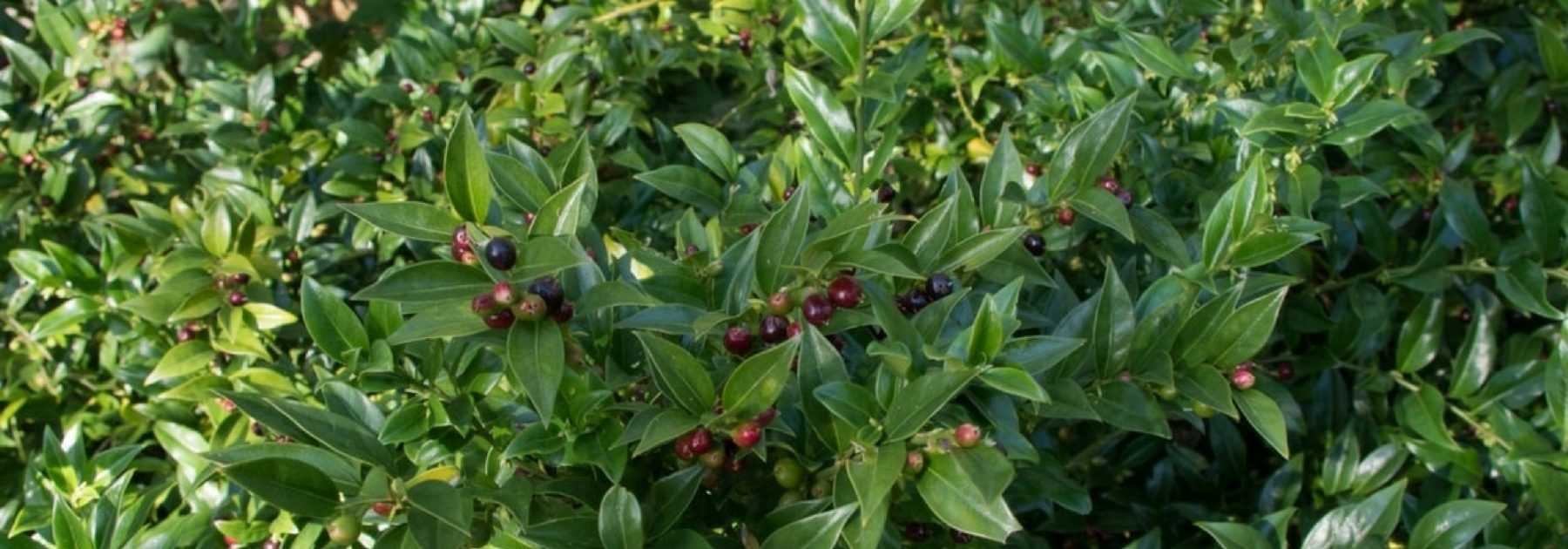 Sarcococca: Anbau und Schnitt