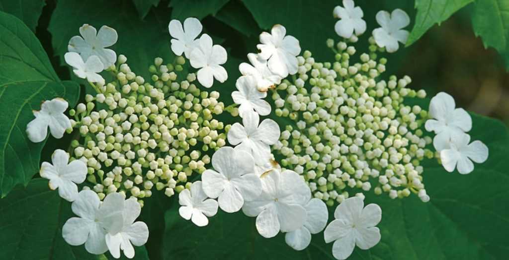 Viburnum, Schneeball: Pflanzen, Schneiden und Pflegen