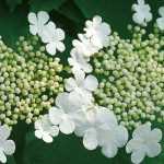 Viburnum, Schneeball: Pflanzen, Schneiden und Pflegen