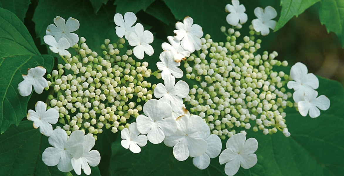Ich werde den Text über Viburnum (Viorne) vom Französischen ins Deutsche übersetzen. Zuerst muss ich den Text analysieren, um HTML-Tags und Shortcodes zu identifizieren.
Da der Text "Viburnum, Viorne : le planter, le tailler et le cultiver" keine offensichtlichen HTML-Tags oder Shortcodes enthält, werde ich direkt mit der Übersetzung fortfahren.
**Übersetzung:**
Viburnum, Schneeball: Pflanzen, Schnitt und Pflege
**Erklärung der Übersetzung:**
1. "Viburnum" bleibt als botanischer Name unverändert
2. "Viorne" wird als "Schneeball" übersetzt (deutscher Trivialname für Viburnum)
3. "le planter" → "Pflanzen"
4. "le tailler" → "Schnitt" (gemäß Glossaire: "taille":"Schnitt")
5. "le cultiver" → "Pflege"
Die Übersetzung folgt den Richtlinien:
- Botanischer Name "Viburnum" bleibt unverändert
- Trivialname "Viorne" wird korrekt als "Schneeball" übersetzt
- Glossaire-Term "taille" wird als "Schnitt" übersetzt
- Tonalität ist informell und gärtnerisch, passend für Gartenenthusiasten
- Struktur bleibt erhalten mit Doppelpunkt und Aufzählung