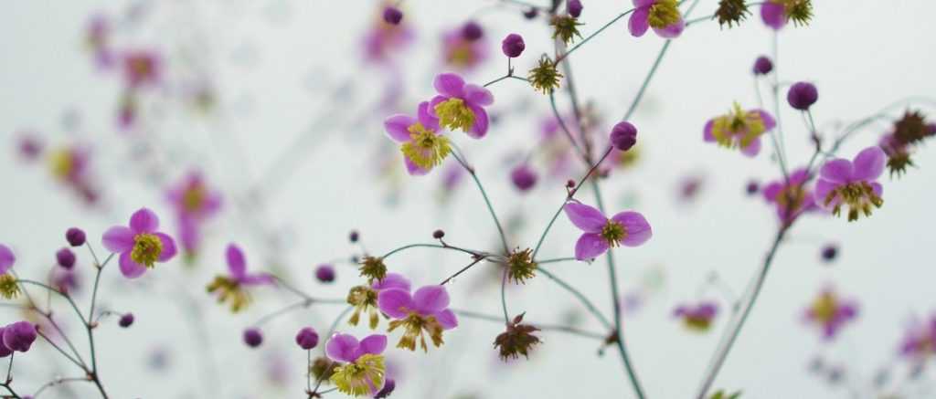 Thalictrum, Akeleiblättrige Wiesenraute: Pflanzung, Pflege und passende Begleitpflanzen