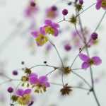 Thalictrum, Akeleiblättrige Wiesenraute: Pflanzung, Pflege und passende Begleitpflanzen
