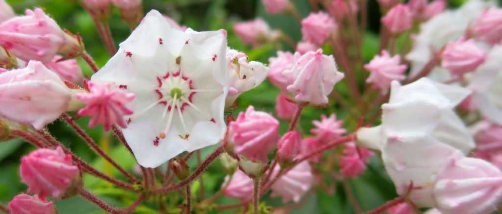 Kalmia latifolia: Pflanzen, Pflegen und Kultivieren