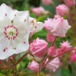 Kalmia latifolia: Pflanzen, Pflegen und Kultivieren