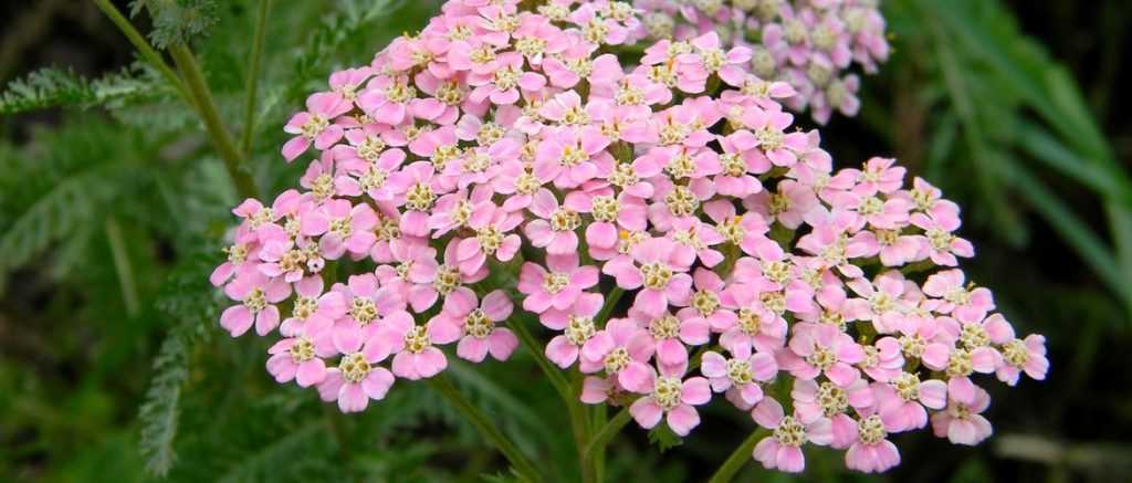 Schafgarbe, Achillea: Pflanzen, Pflegen und Kultivieren