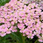 Schafgarbe, Achillea: Pflanzen, Pflegen und Kultivieren