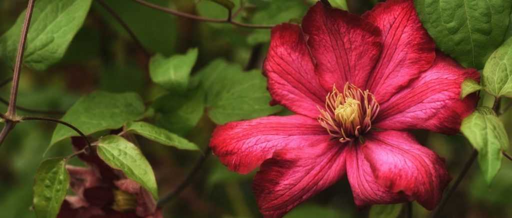 Clematis: Pflanzen, Schneiden und Pflegen