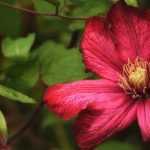 Clematis: Pflanzen, Schneiden und Pflegen