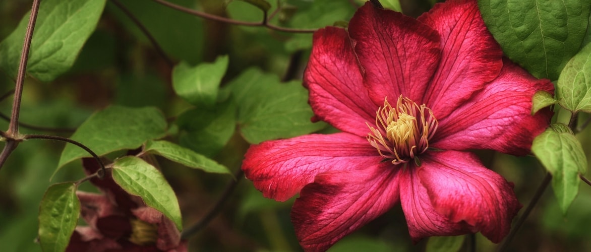 Clematis: Pflanzen, Schneiden und Pflegen