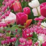 Herzblume: 8 schöne Ideen für Kombinationen