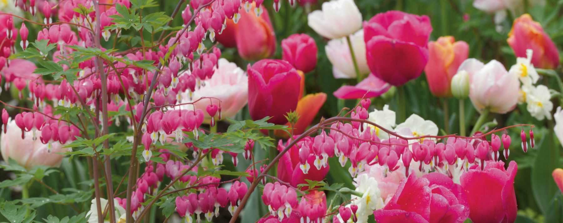 Herzblume: 8 schöne Ideen für Kombinationen