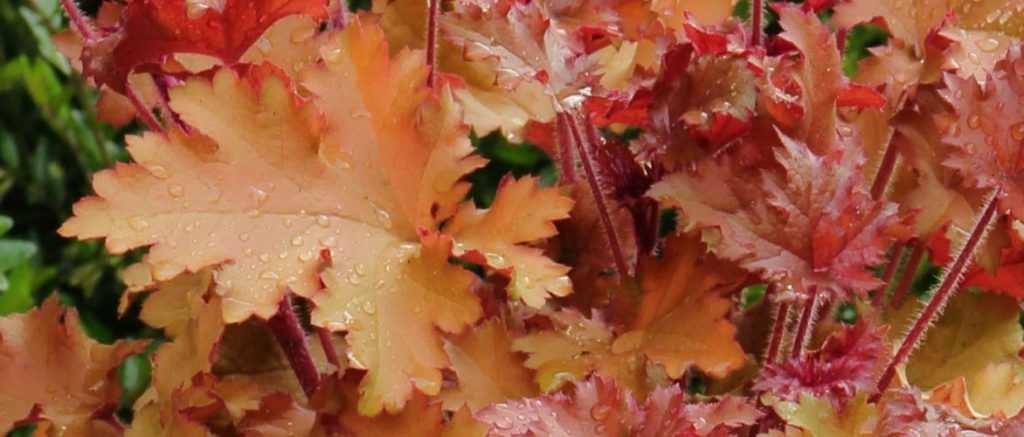 Heuchera: Pflanzung, Pflege und Kultivierung