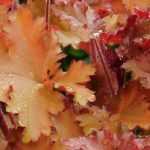 Heuchera: Pflanzung, Pflege und Kultivierung