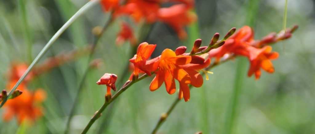 Der Crocosmia oder Montbretie: 9 Ideen für gelungene Pflanzkombinationen