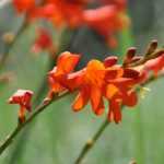 Der Crocosmia oder Montbretie: 9 Ideen für gelungene Pflanzkombinationen