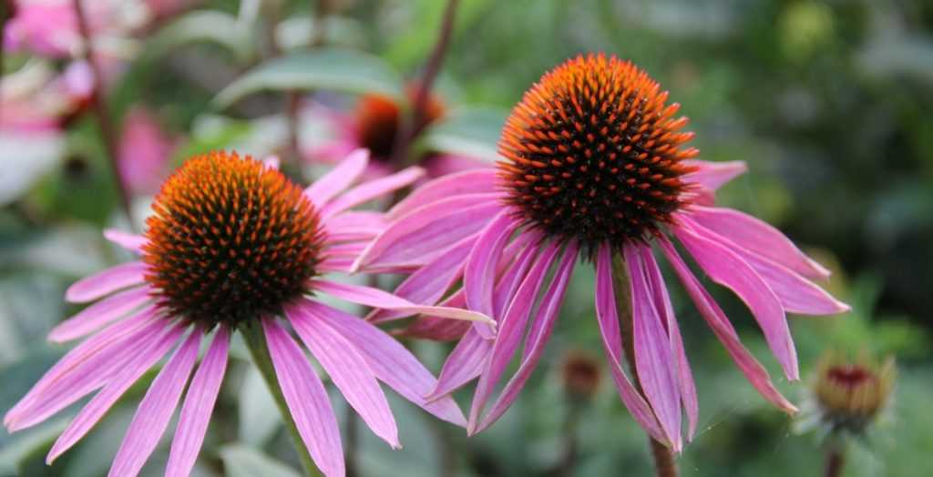 Echinacea: Aussaat, Anbau und Pflege