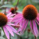 Echinacea: Aussaat, Anbau und Pflege