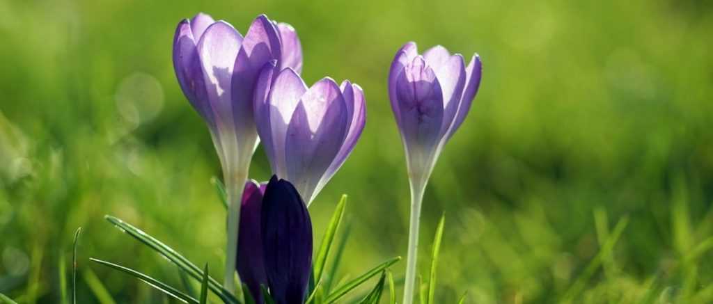 Frühlings-Krokus: Pflanzen, Pflegen und Kultivieren