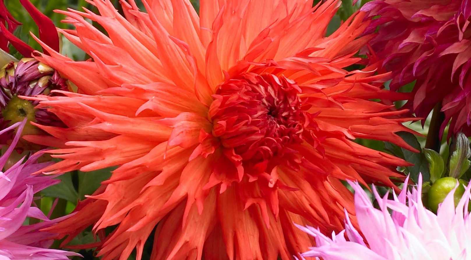 Dahlien: Die perfekten Pflanzpartner im Garten