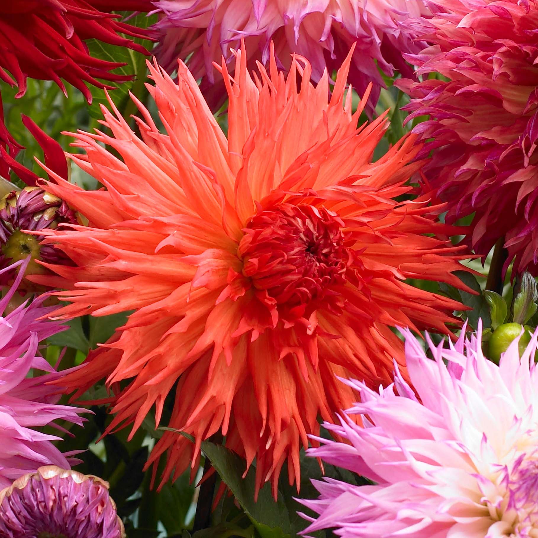 Dahlien: Die perfekten Pflanzpartner im Garten
