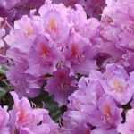Rhododendron: Pflanzung, Pflege und Kultivierung