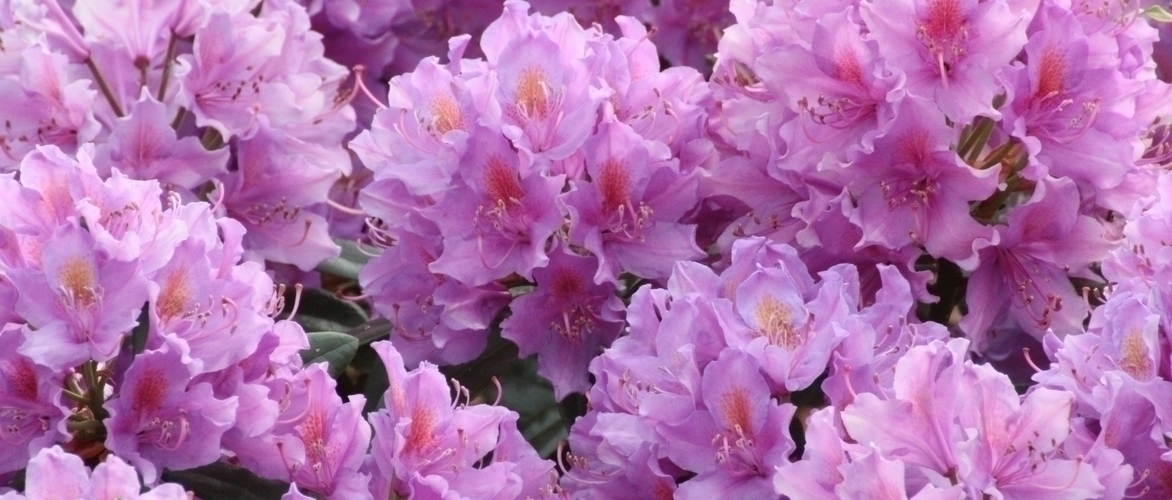 Rhododendron: Pflanzung, Pflege und Kultivierung