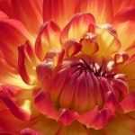 Dahlien: Die besten für Blumensträuße
