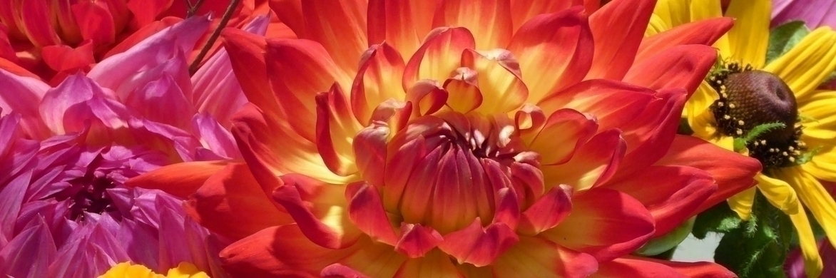 Dahlien: Die besten für Blumensträuße