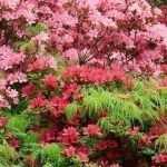 Alpenrose: 9 Ideen für gelungene Kombinationen
