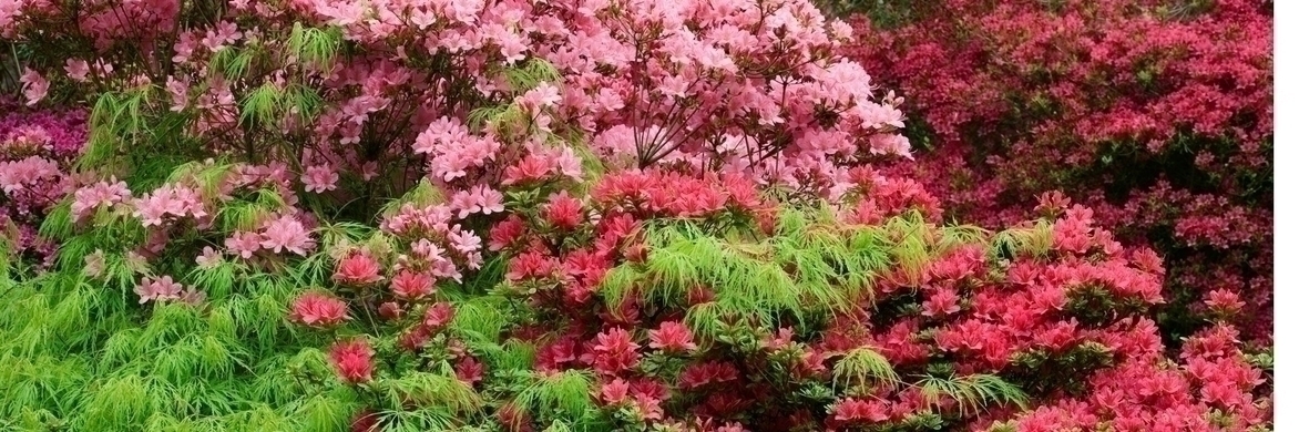 Alpenrose: 9 Ideen für gelungene Kombinationen