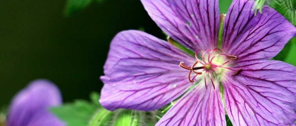 Stauden-Pelargonien: Pflanzen, Pflegen und Überwintern