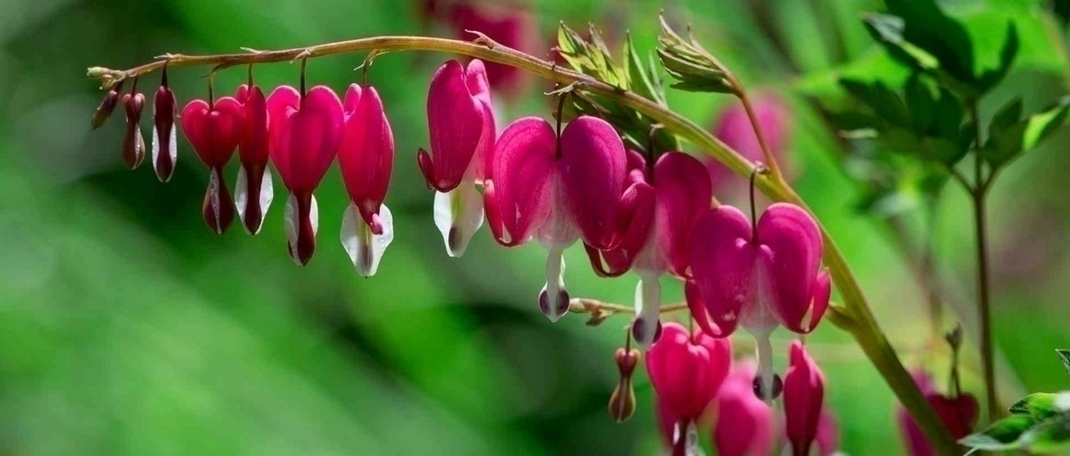 Herzblume oder Tränendes Herz: erfolgreich pflanzen
