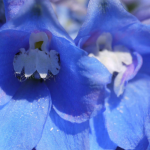 Rittersporn, Delphinium: 8 Ideen für die Kombination