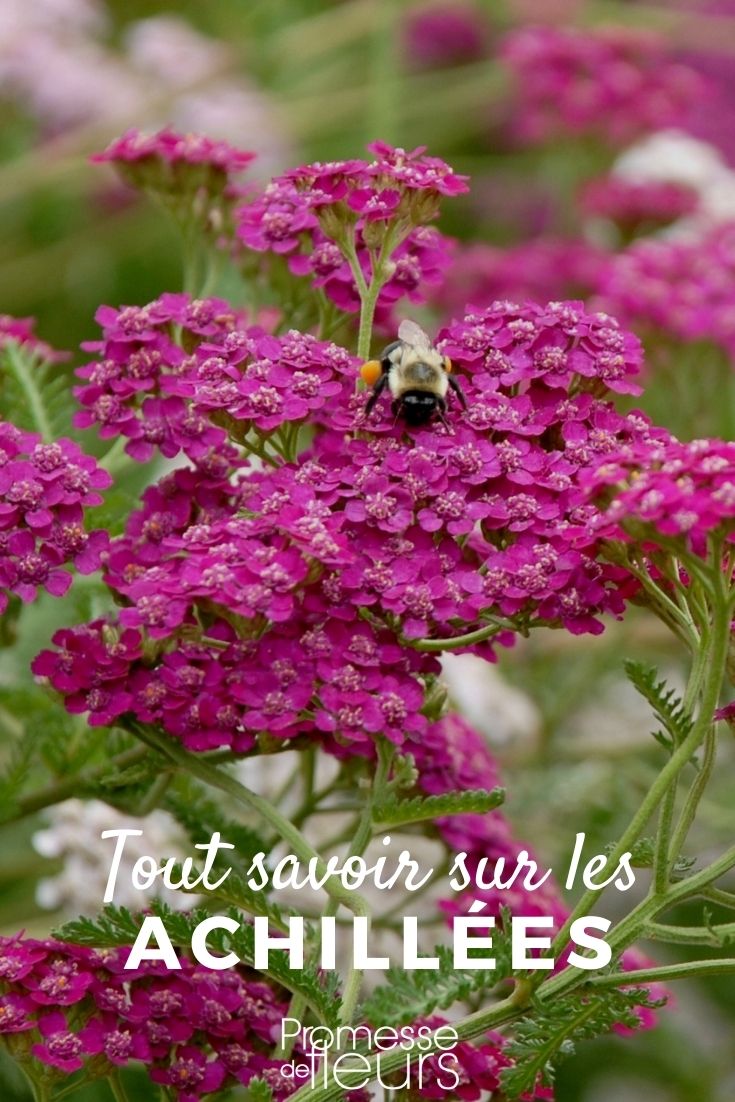 Alles über die Schafgarbe Achillea - Alles Wissenswerte