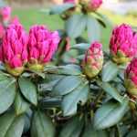 Welche Alpenrose auswählen?