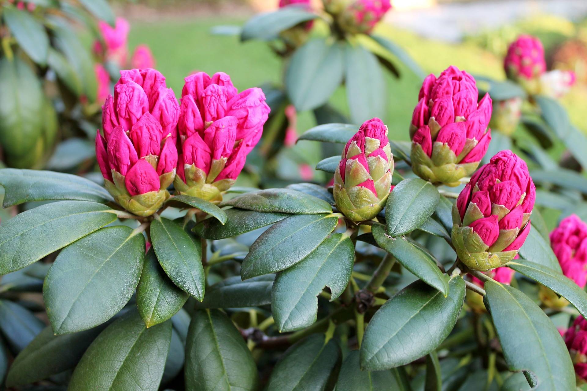 Welche Alpenrose auswählen?