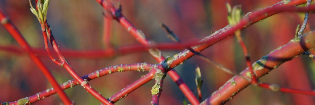 Hartriegel, Ziergehölz Cornus: Pflanzen und Schneiden