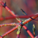Hartriegel, Ziergehölz Cornus: Pflanzen und Schneiden