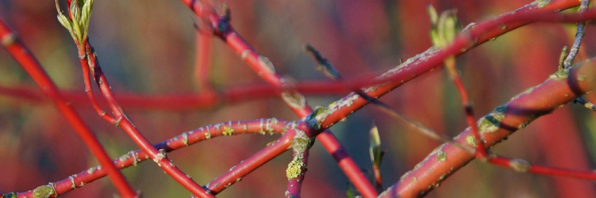 Hartriegel, Ziergehölz Cornus: Pflanzen und Schneiden