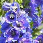 Rittersporn (Delphinium): Pflanzen, Säen und Pflegen