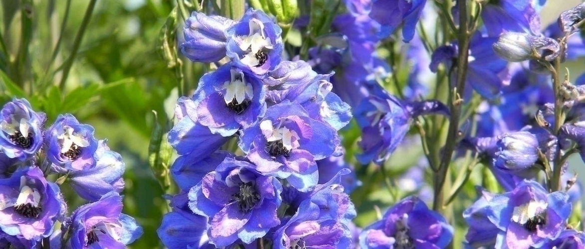 Rittersporn (Delphinium): Pflanzen, Säen und Pflegen