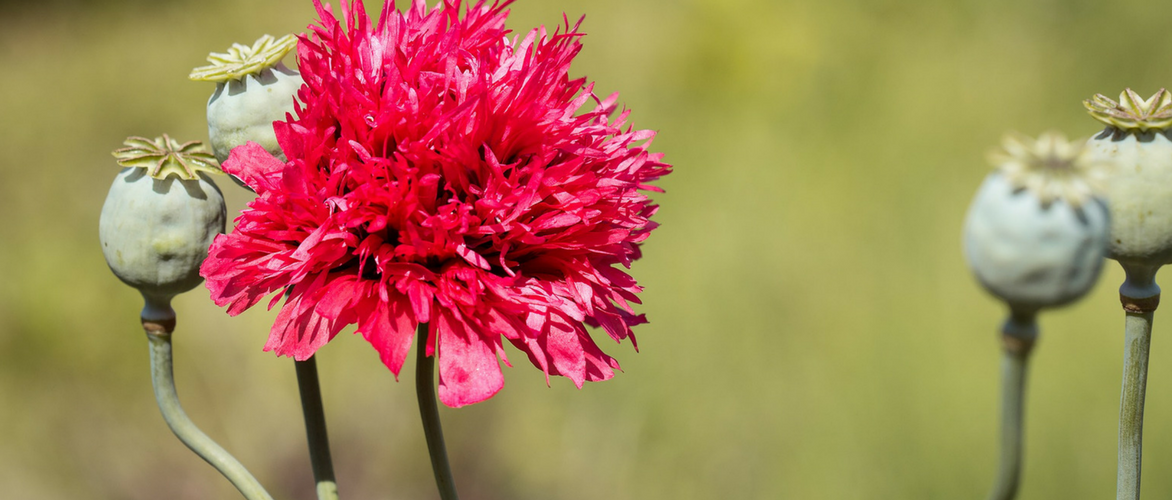 Orientalischer Mohn: 8 Ideen für Kombinationen im Garten