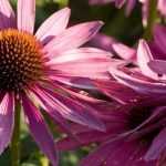 Wie man Echinacea oder Rudbeckien teilt und umpflanzt