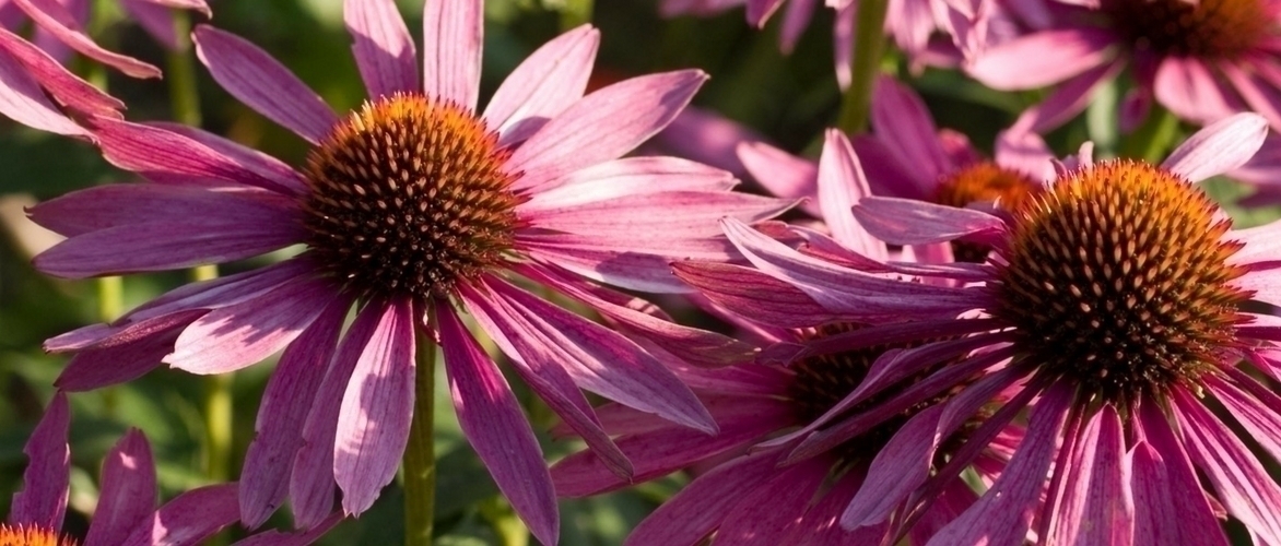 Wie man Echinacea oder Rudbeckien teilt und umpflanzt