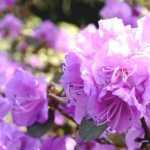 Alpenrose: Erfolgreich pflanzen