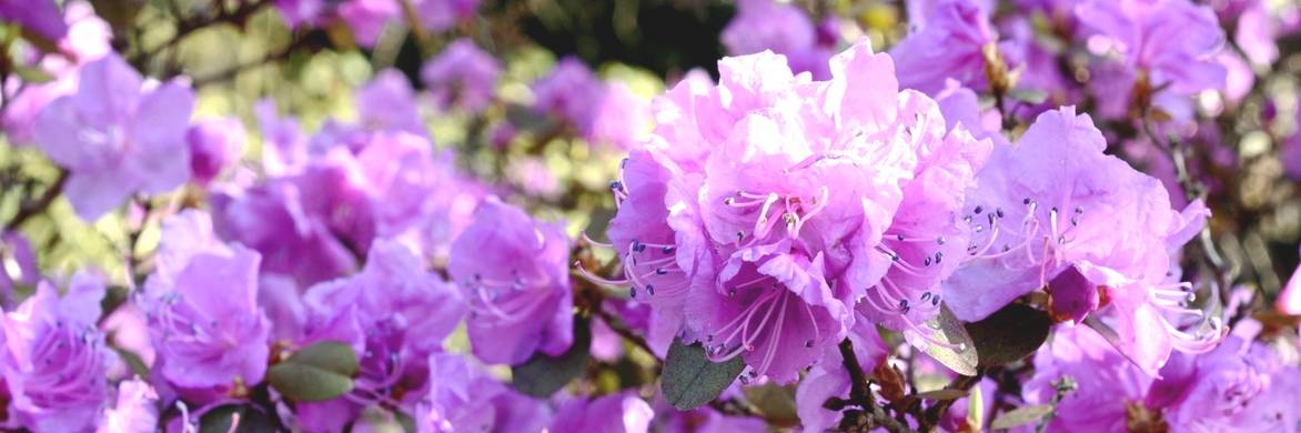 Alpenrose: Erfolgreich pflanzen