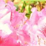 Alpenrose: Rückschnitt, Krankheiten und Pflege