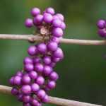 Callicarpa: Pflanzen, Pflegen und Schneiden